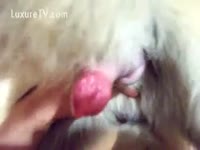Slutty lady jacking off a dog